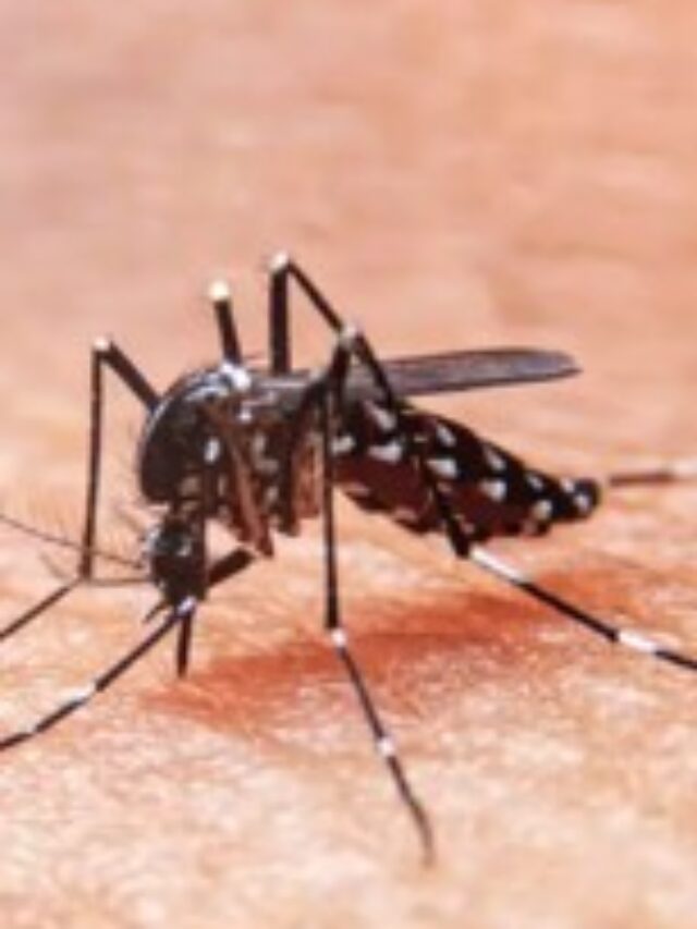 Key facts about Dengue