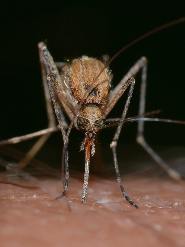 Life-threatening complications of Malaria