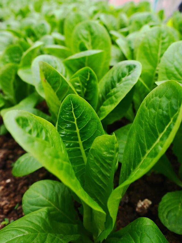 10 Healthy Leafy Green Vegetables